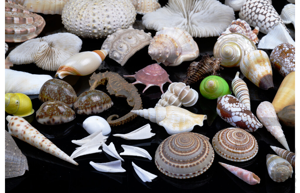 Nice Collection Vintage Sea Shells and Including Coral Specimens, Lambis Examples, Cone Shells and More