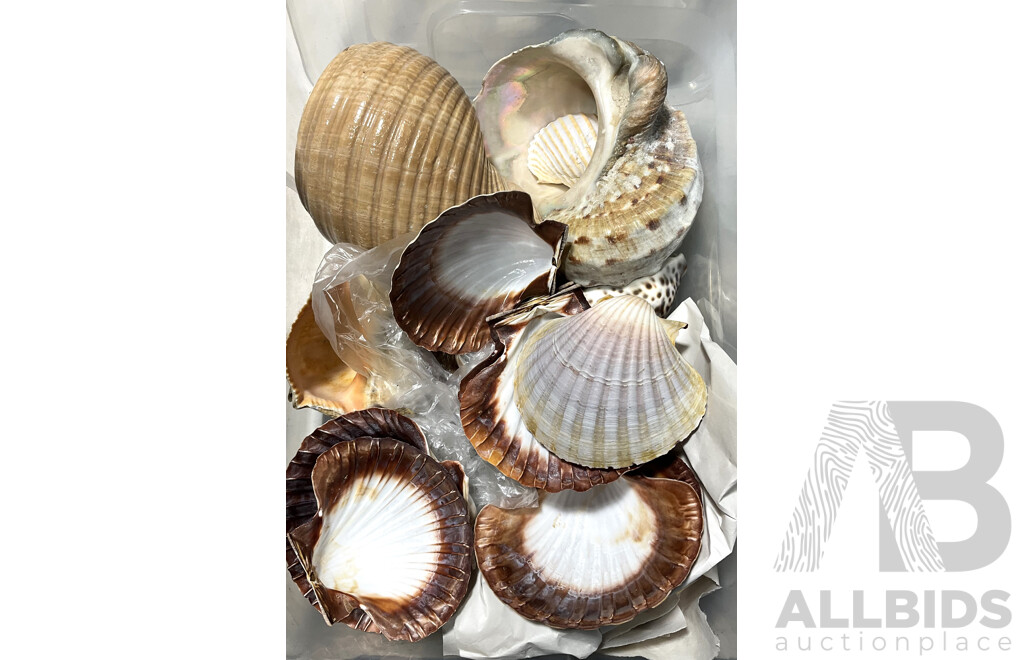 Collection Shells Including Scallops, Cowrie, Turban Shells and More