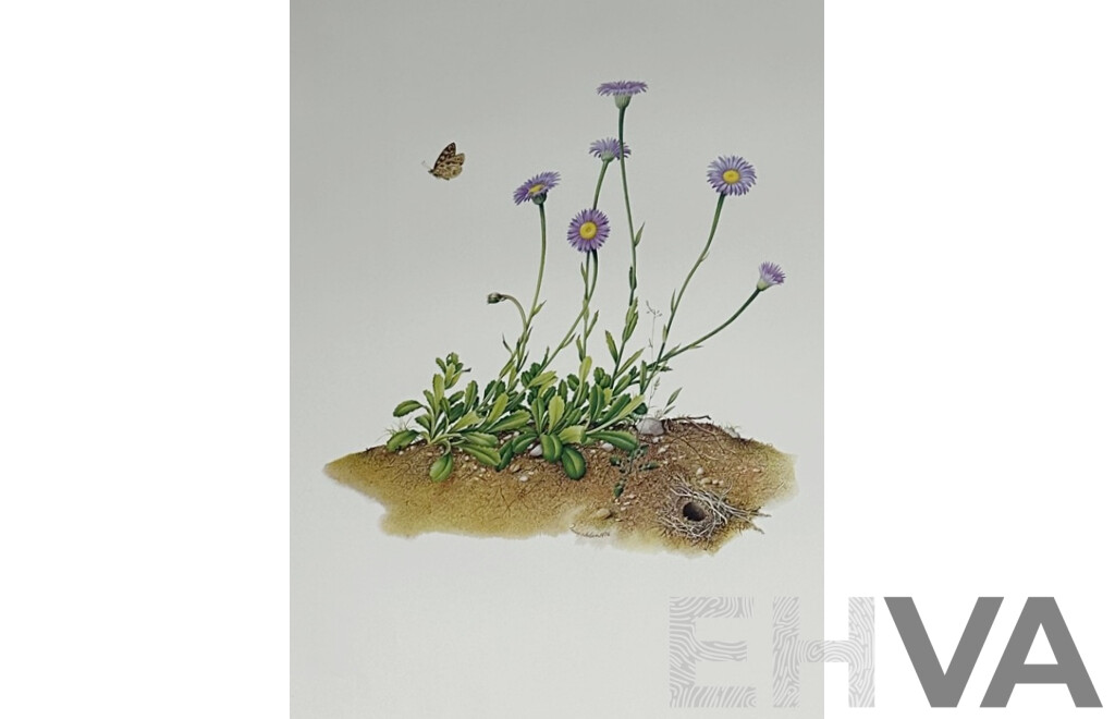 Terry Nolan, (20th Century, Australian, 1934-), Vintage Portfolio of Ten Victorian Alpine Wildflowers, Quality Reproduction Prints of the Originals, 76 x 51 cm