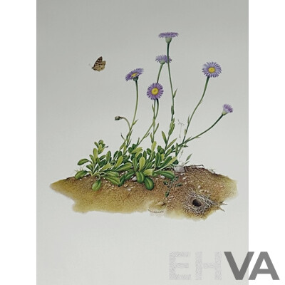 Terry Nolan, (20th Century, Australian, 1934-), Vintage Portfolio of Ten Victorian Alpine Wildflowers, Quality Reproduction Prints of the Originals, 76 x 51 cm