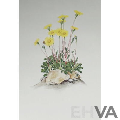 Terry Nolan, (20th Century, Australian, 1934-), Vintage Portfolio of Ten Victorian Alpine Wildflowers, Quality Reproduction Prints of the Originals, 76 x 51 cm