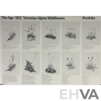 Terry Nolan, (20th Century, Australian, 1934-), Vintage Portfolio of Ten Victorian Alpine Wildflowers, Quality Reproduction Prints of the Originals, 76 x 51 cm