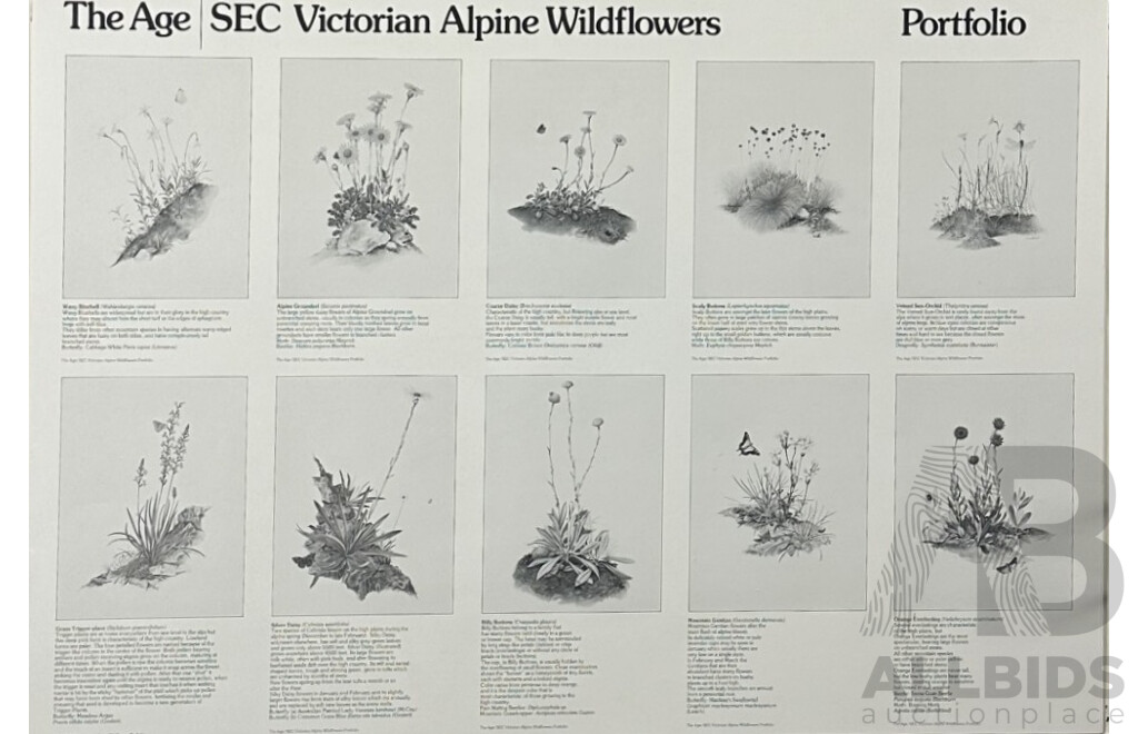 Terry Nolan, (20th Century, Australian, 1934-), Vintage Portfolio of Ten Victorian Alpine Wildflowers, Quality Reproduction Prints of the Originals, 76 x 51 cm