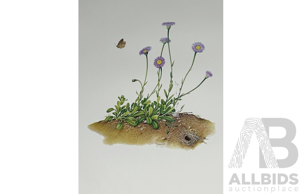 Terry Nolan, (20th Century, Australian, 1934-), Vintage Portfolio of Ten Victorian Alpine Wildflowers, Quality Reproduction Prints of the Originals, 76 x 51 cm