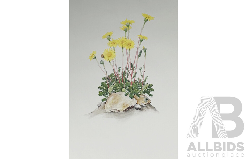 Terry Nolan, (20th Century, Australian, 1934-), Vintage Portfolio of Ten Victorian Alpine Wildflowers, Quality Reproduction Prints of the Originals, 76 x 51 cm