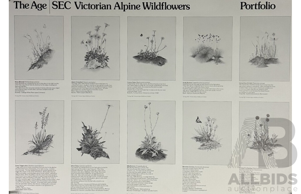 Terry Nolan, (20th Century, Australian, 1934-), Vintage Portfolio of Ten Victorian Alpine Wildflowers, Quality Reproduction Prints of the Originals, 76 x 51 cm