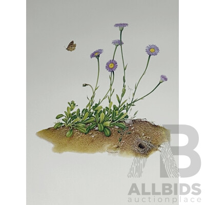 Terry Nolan, (20th Century, Australian, 1934-), Vintage Portfolio of Ten Victorian Alpine Wildflowers, Quality Reproduction Prints of the Originals, 76 x 51 cm