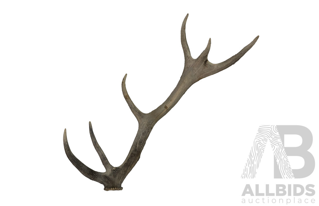 Large Single Six Point Red Deer Antler