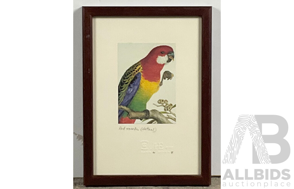 Red Rosella, Limited Edition Plate From British Museum of Natural History