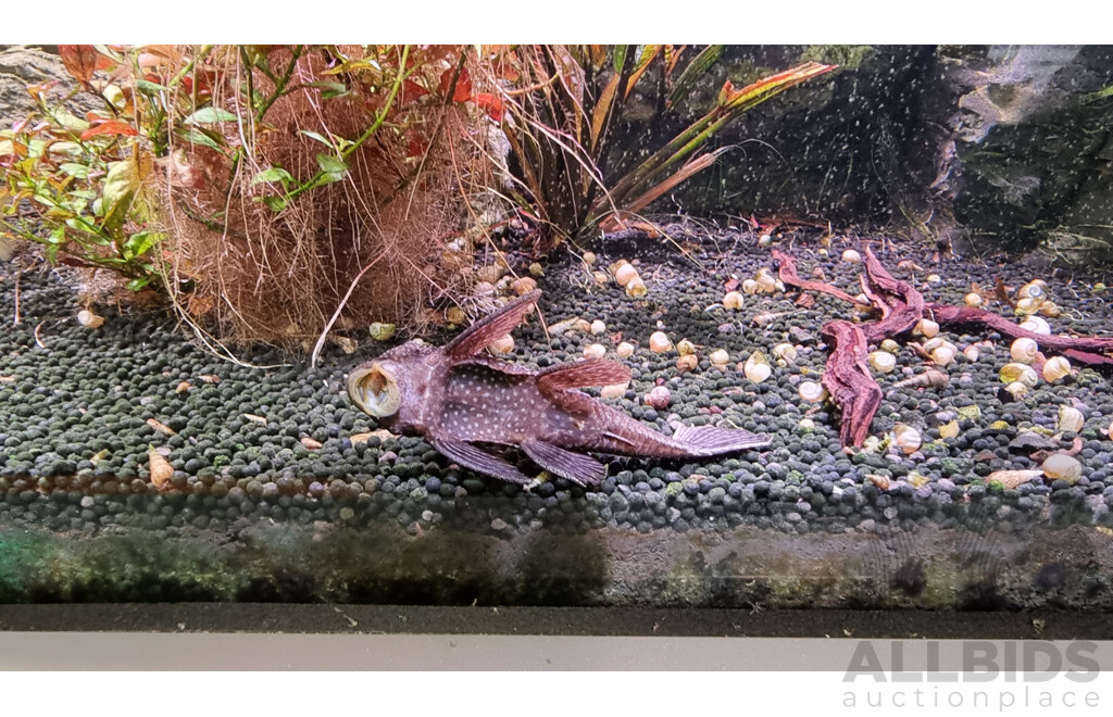 Self-Sustaining Ecosystem Aquarium