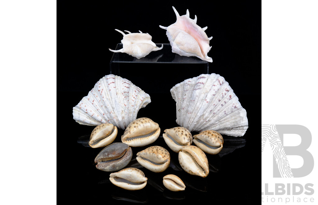 Collection Vintage Sea Shells Including Lambis, Cowries, & Clam Shells