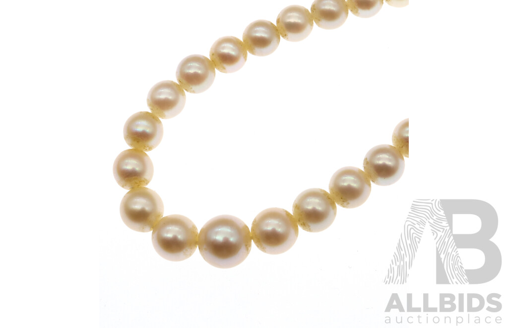 Graduated Cultured Pearl Necklace with Sterling Silver Marcasite Clasp, 40cm, Boxed 'Hitarmura Cultured Pearls, Japan'