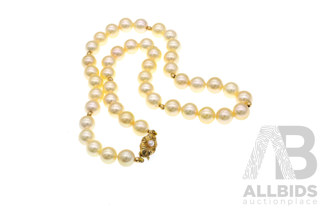 Stunning Akoya Pearl Necklace, 42cm Long, with Gold Plated Sterling Silver Clasp