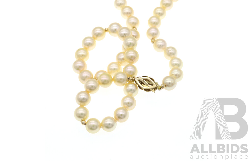 Stunning Akoya Pearl Necklace, 42cm Long, with Gold Plated Sterling Silver Clasp