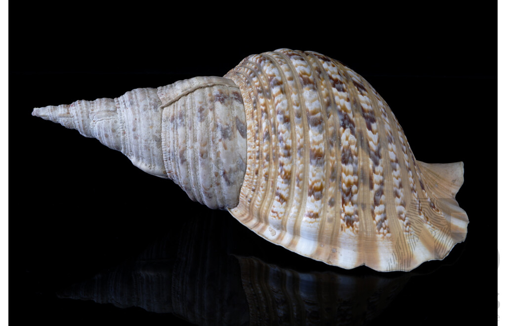 Large Vintage Triton Conch Shell