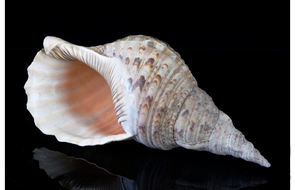 Large Vintage Triton Conch Shell