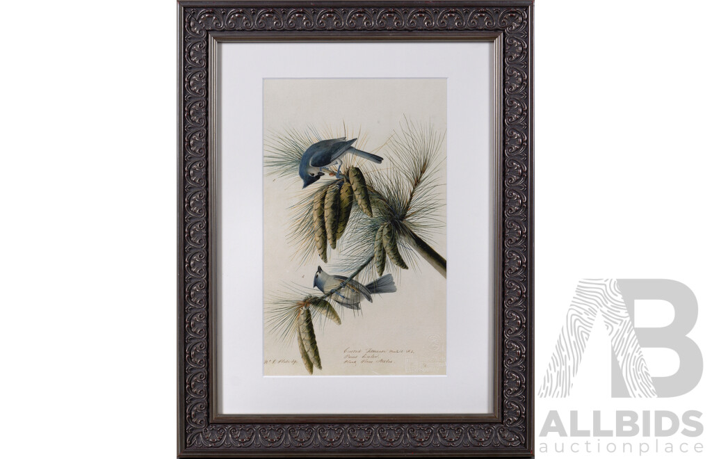 John James Audobon, (French-American, 1785-1851), Crested Titmouse, Lithograph Copy of Original, 48.5 x 38.5 cm (frame)