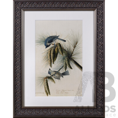 John James Audobon, (French-American, 1785-1851), Crested Titmouse, Lithograph Copy of Original, 48.5 x 38.5 cm (frame)