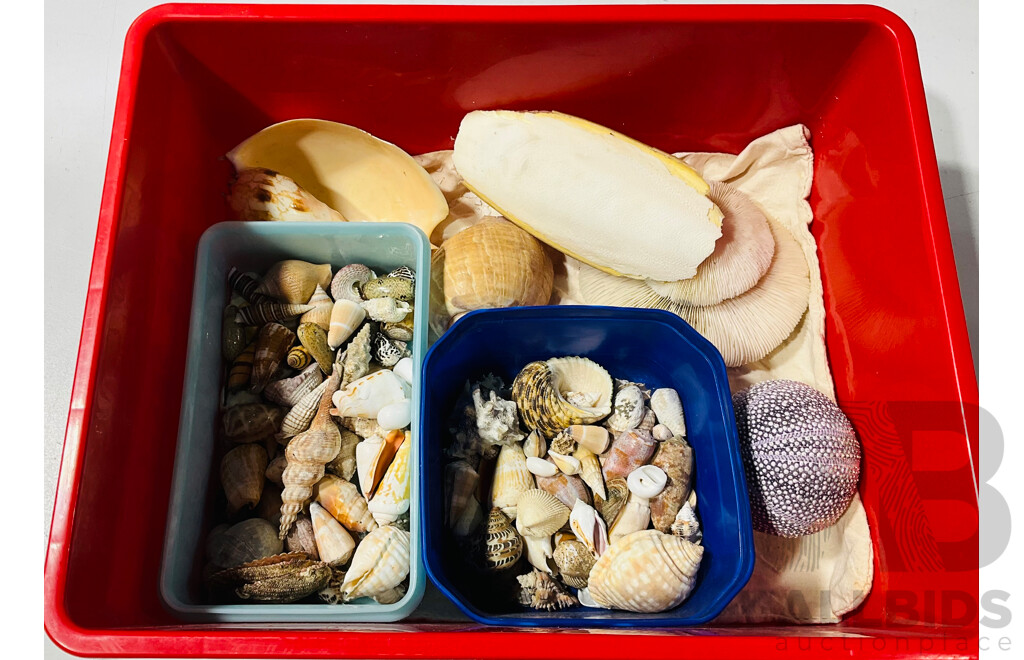 Collection of Varied Vintage Shells, Cuttlefish and More