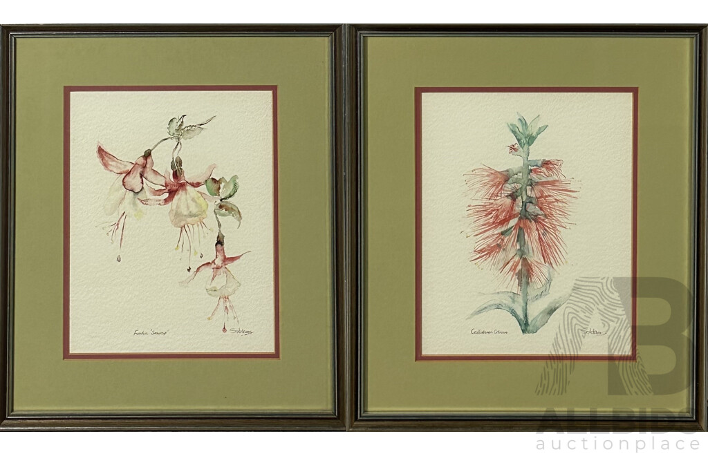 S. Adams, (20th Century), Fuschia Snowcap and Callistemon Citrinus, Pair of Watercolours, 36 x 31.5 6cm (frame) (2)