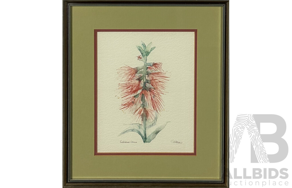 S. Adams, (20th Century), Fuschia Snowcap and Callistemon Citrinus, Pair of Watercolours, 36 x 31.5 6cm (frame) (2)