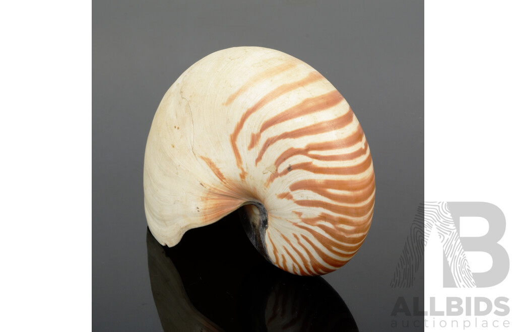 Vintage Tiger Nautilus Shell