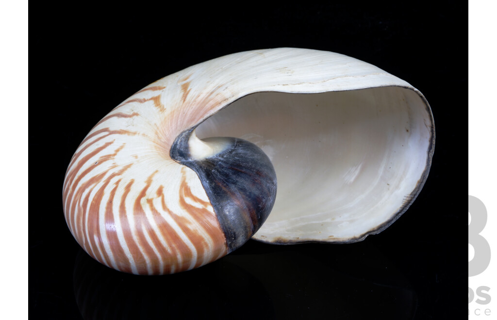 Vintage Tiger Nautilus Shell