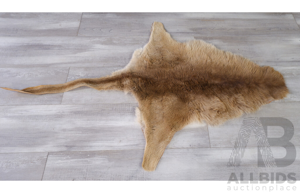 Australian Kangaroo Hide Floor Rug, Medium