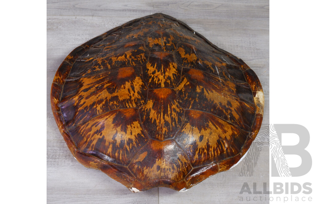 Large Vintage Turtle Shell