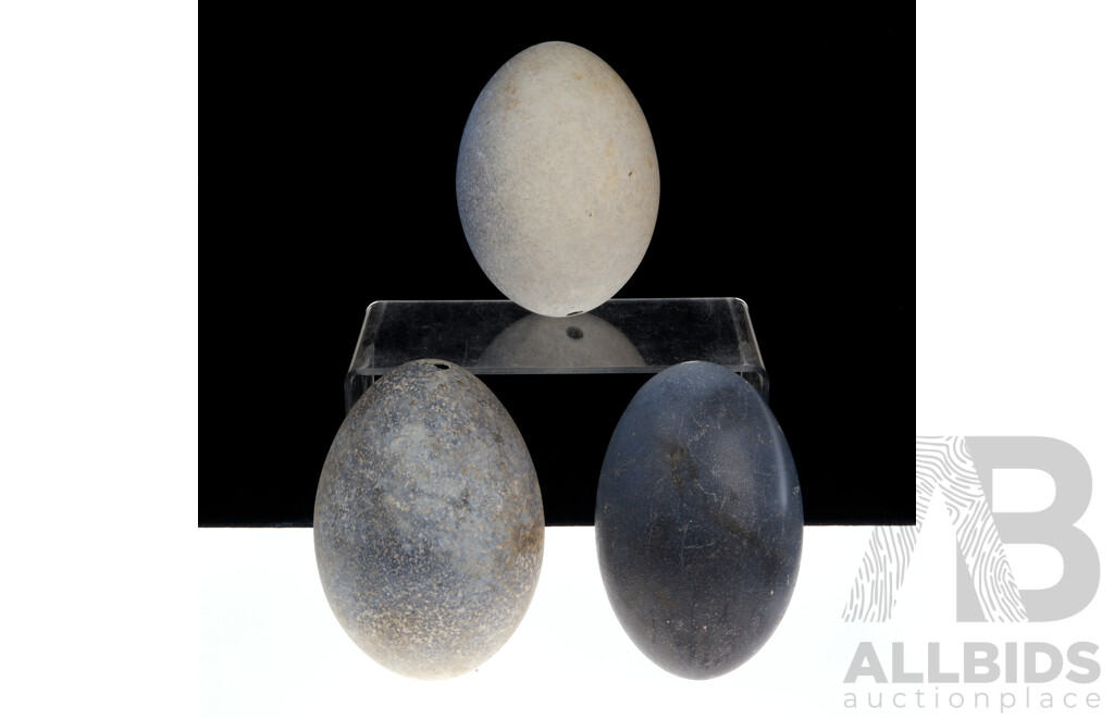 Collection Three Hollow Blown Emu Eggs