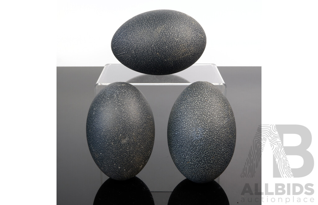 Collection Three Hollow Blown Emu Eggs