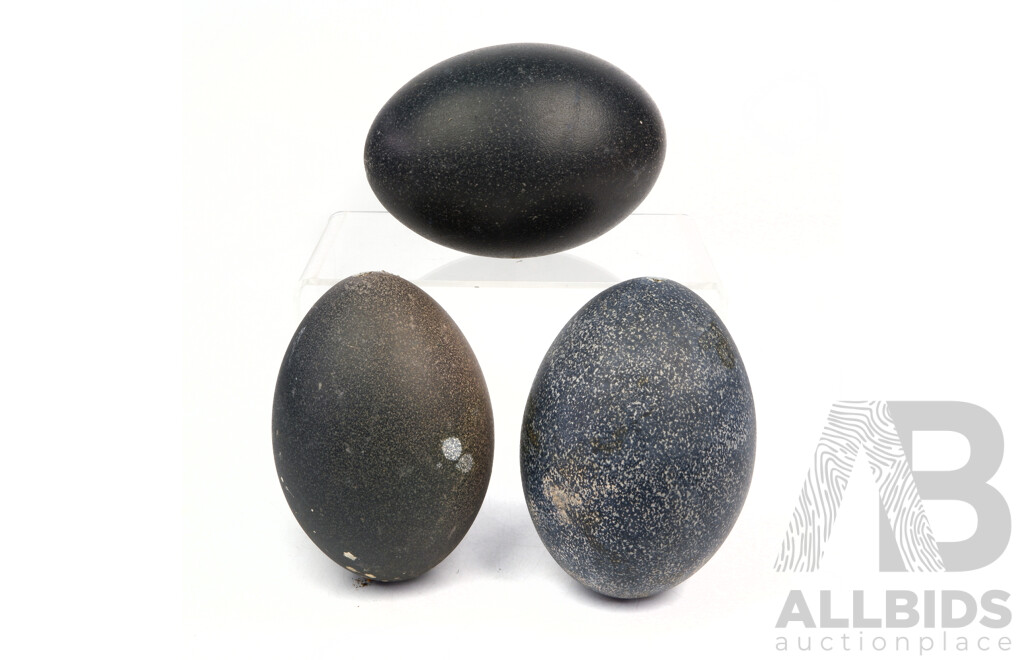 Collection Three Hollow Blown Emu Eggs