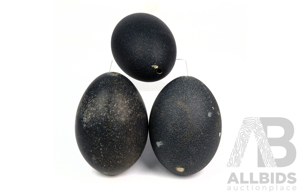 Collection Three Hollow Blown Emu Eggs