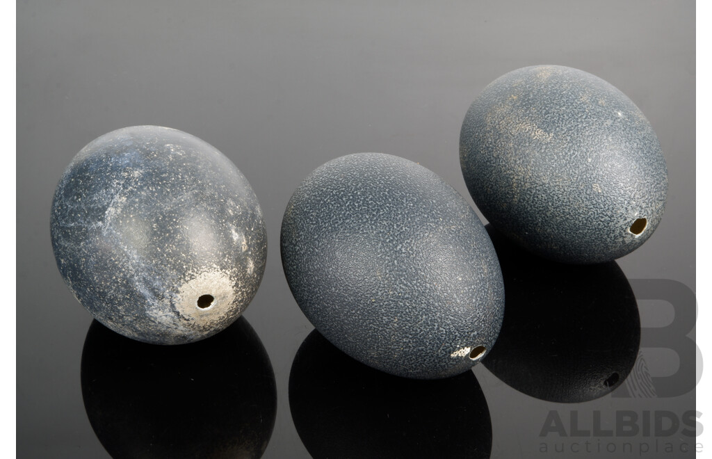 Collection Three Hollow Blown Emu Eggs