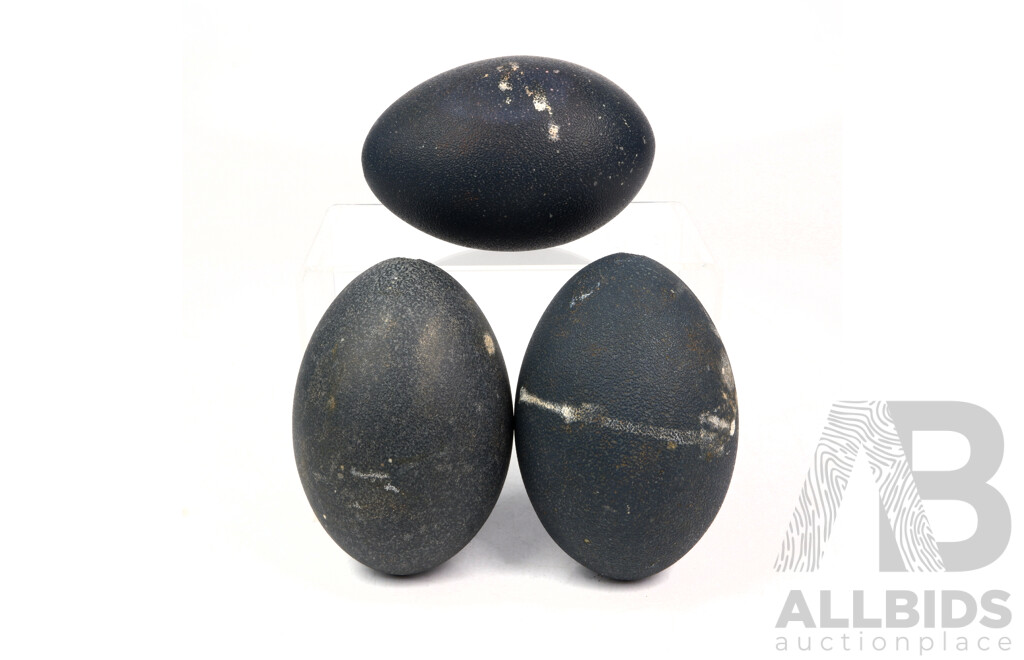 Collection Three Hollow Blown Emu Eggs