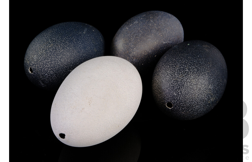 Collection Four Hollow Blown Emu Eggs