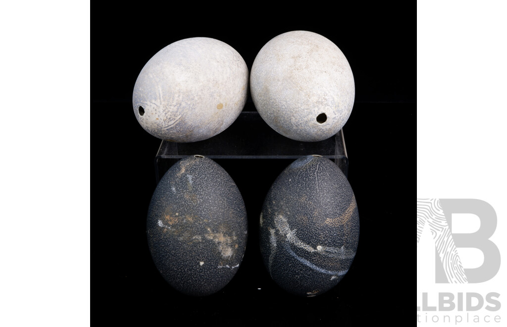 Collection Four Hollow Blown Emu Eggs