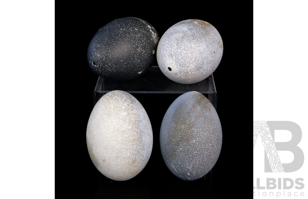 Collection Four Hollow Blown Emu Eggs