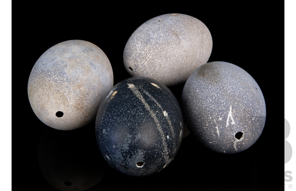 Collection Four Hollow Blown Emu Eggs