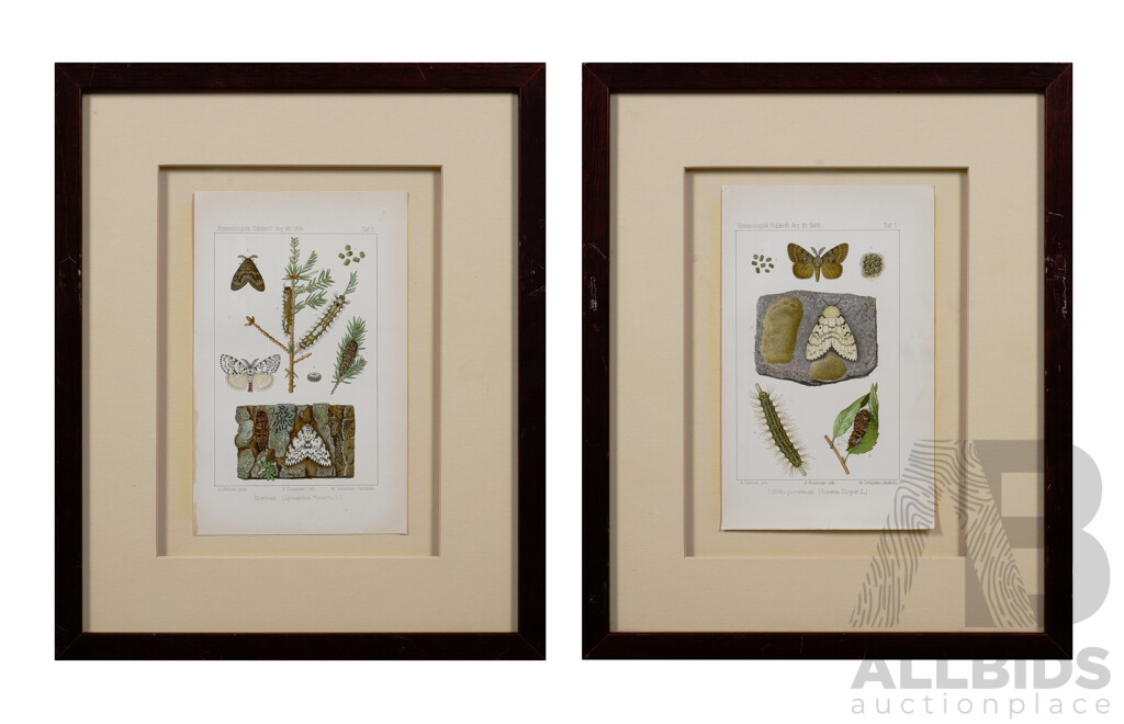 Sven Lampa, (Swedish Entomologist, 1839-1914), Pair of Vintage Colour Lithograph Book Plate Pages, The Nun (Lymantria Monacha Lin.) and The Leafwood Nun (Ocneria Dispar Lin.), 39 X 32 Cm (frame) (2)