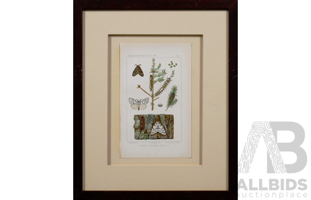 Sven Lampa, (Swedish Entomologist, 1839-1914), Pair of Vintage Colour Lithograph Book Plate Pages, The Nun (Lymantria Monacha Lin.) and The Leafwood Nun (Ocneria Dispar Lin.), 39 X 32 Cm (frame) (2)