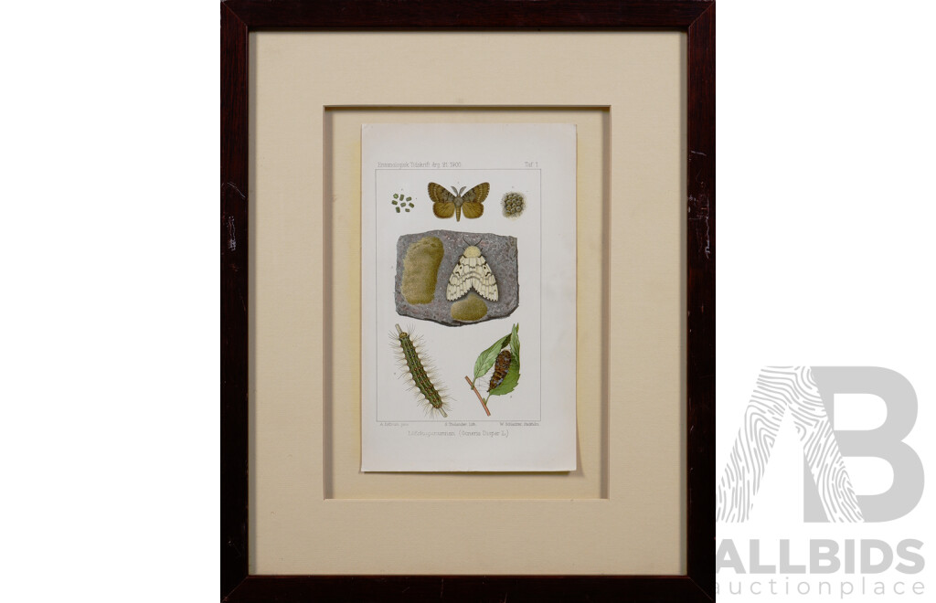 Sven Lampa, (Swedish Entomologist, 1839-1914), Pair of Vintage Colour Lithograph Book Plate Pages, The Nun (Lymantria Monacha Lin.) and The Leafwood Nun (Ocneria Dispar Lin.), 39 X 32 Cm (frame) (2)