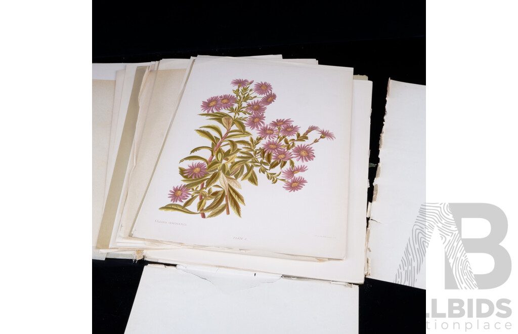 The Native Flowers of New Zealand, Mrs Charles Hetley, Sampson Low Marston Searle & Rivington, London, 1887, 12 Page Folio