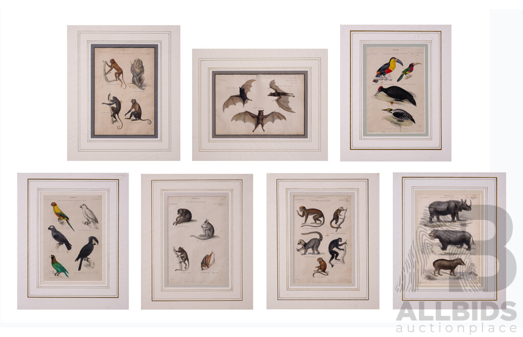 Collection of Seven Unframed Ink and Paper Plates of Mammalia and Birds, Museum of National History, New York, C1862, 26.5 x 18 cm (image)