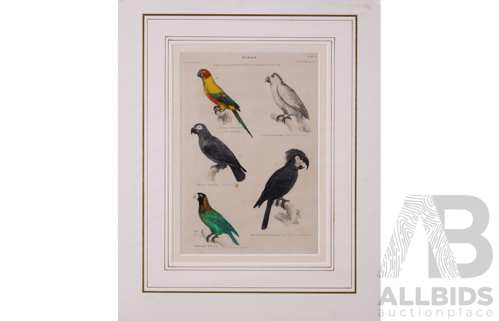 Collection of Seven Unframed Ink and Paper Plates of Mammalia and Birds, Museum of National History, New York, C1862, 26.5 x 18 cm (image)