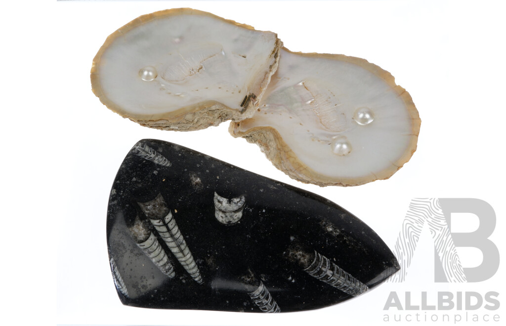 Two Mother of Pearl Shells Along with Polished Fossil Orthoceras