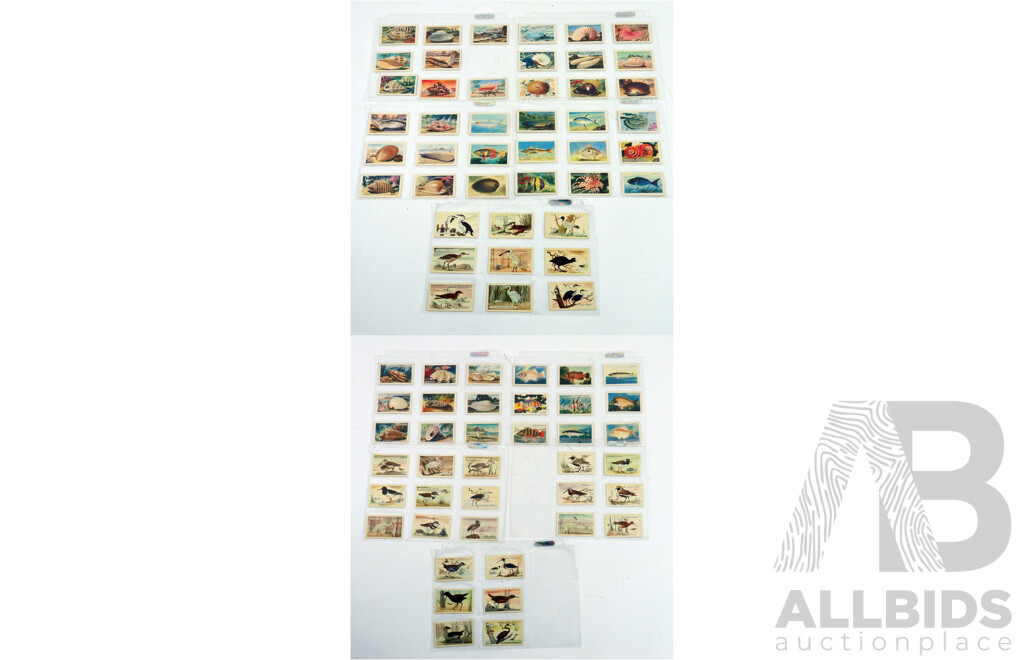 Large Collection of Vintage Trading Cards by Shell Featuring Flora and Auna