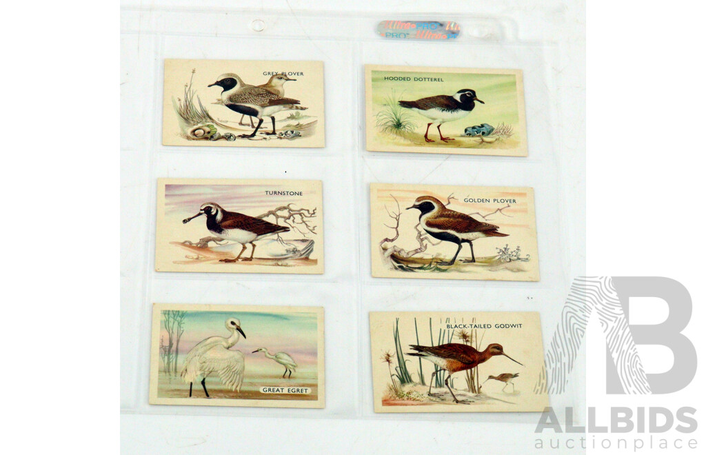 Large Collection of Vintage Trading Cards by Shell Featuring Flora and Auna