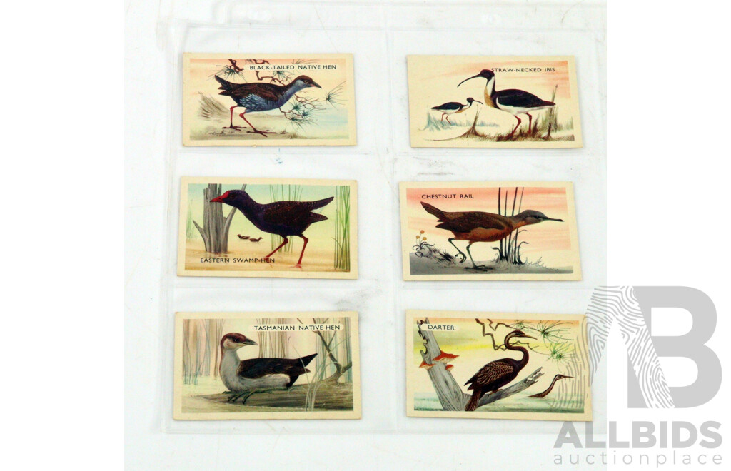 Large Collection of Vintage Trading Cards by Shell Featuring Flora and Auna