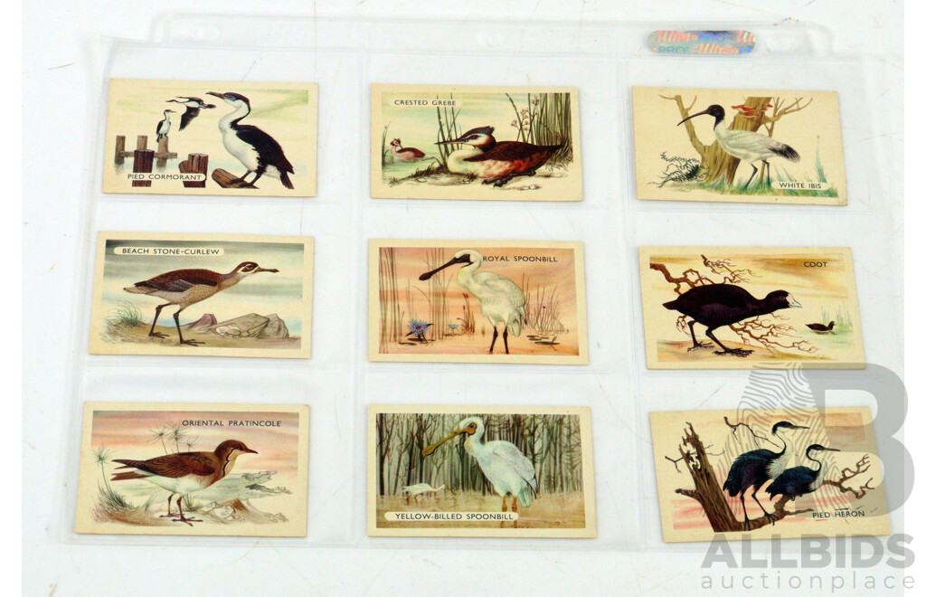 Large Collection of Vintage Trading Cards by Shell Featuring Flora and Auna